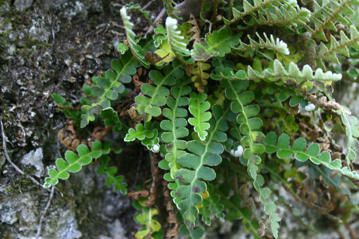 Asplenium ceterach / Cedracca comune